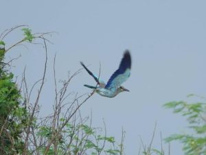 木の枝から飛び立つ「ニシブッポウソウ」とみられる青い鳥＝多良間島（撮影・村山武範さん）