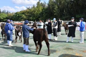 各地区の選抜牛が厳正な審査を受けた＝３日、ＪＡおきなわ宮古家畜市場