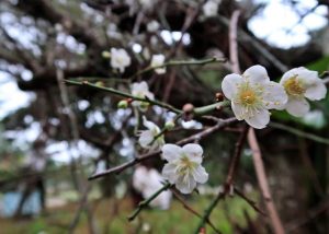 白くかれんに咲いた梅の花＝13日、西城小学校