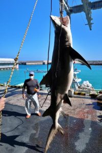 サメ駆除で今期最も大きなメジロザメが捕獲された＝27日、佐良浜漁港