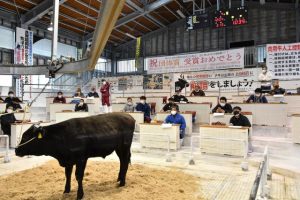 子牛平均価格が75万円の高値が付いた肉用牛初競り＝19日、ＪＡおきなわ宮古家畜市場