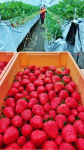 真っ赤な完熟イチゴの収穫が本格化している＝19日、上野新里「あまいの大好き！農園」
