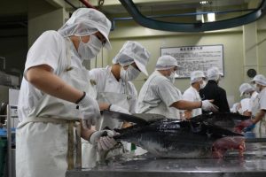 マグロを解体する生徒たち=17日、宮古総合実業高校