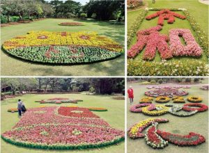 植物園に花で描かれた元号や干支。（時計回りに）「令和」「東京五輪マーク」「牛の顔」「トラの顔」