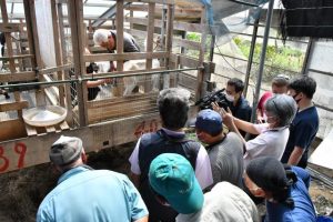ヤギの発情周期を早めるための取り組みが実演された＝９日、上野新里の新里組合長のヤギ舎