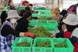 今年も甘くて味の濃い島産枝豆の出荷が始まった＝19日、伊良部島の枝豆生産組合