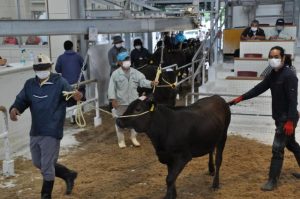 値を戻した４月期肉用牛競り＝19日、ＪＡおきなわ宮古家畜市場