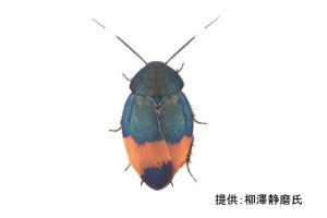 今回標本が展示される宮古島でのみ生息するベニエリルリゴキブリ
