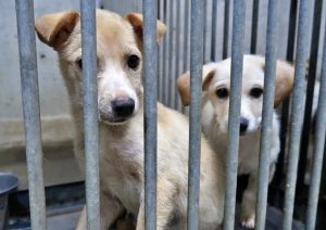 飼い主の意識向上、ボランティアの活動などで宮古保健所に捕獲、保護された犬の殺処分は３年連続でゼロを維持している＝12日、宮古保健所