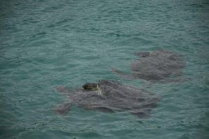 交尾するアオウミガメの横で別の雄が並行して泳いでいた＝５月15日、前泊港浮桟橋付近