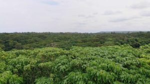 森林率17％となっている宮古島＝３日、市熱帯植物園から望む大野山林