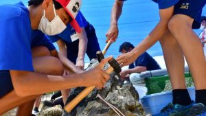 埋め込んだ稚貝を固定する生徒たち＝30日、市海業センターの海岸