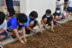 パルダマの苗を植える児童たち＝21日、伊良部島中学校