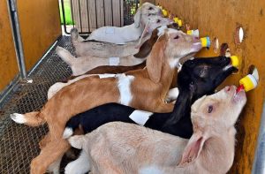 ミルクの時間になるとゲージ内では整列した子ヤギが人工乳を勢いよく飲む姿が見られる＝３日、ダイワ家畜人工授精所