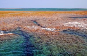 広大なサンゴの大陸が浮上する八重干瀬＝２０１０年３月撮影