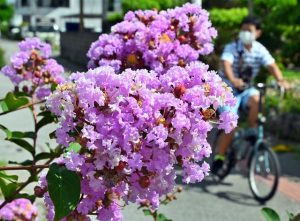 各地で咲き誇るサルスベリが見る者の目を楽しませている＝９日、市内