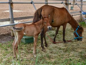 母馬「クララ」に寄り添う生後１週間の子馬（左）＝16日、市内の牧場
