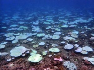 22日の調査では、サンゴの白化が一気に拡大していることが分かった＝22日、市海業センター近くの狩俣西側沿岸（写真提供・市海業センター）