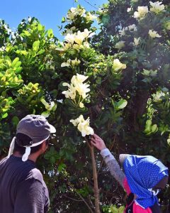 大きな花のように見える白い葉が付いたテリハボク。近くを行き交う人たちを驚かせている＝16日、市内上野