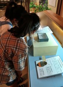 訪れた子供たちが宮古島でのみ生息するベニエリルリゴキブリの標本に食い入るように見入っていた＝２日、市総合博物館