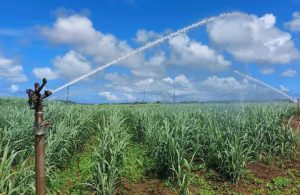 農家に対しキビ畑へのかん水はルールを守るよう呼び掛けている（資料写真）