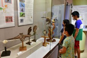 サシバの剥製を見詰める子供たち＝19日、市総合博物館