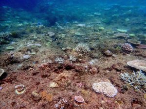 狩俣西側沿岸の水深３メートル付近で撮影された水中写真には白化したサンゴが多く見られた＝９日、狩俣西側沿岸（写真提供・市海業センター）