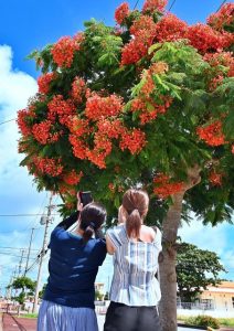 観光客もその美しい赤い花に魅了され、スマートフォンで撮影する風景も見られた＝18日、城辺郵便局前