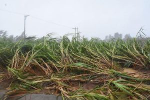 台風11号の暴風の影響で倒伏したサトウキビ＝５日、下地のほ場