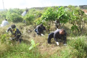 美ぎ島宮古グリーンネットの育林活動で下草刈りに汗を流す参加者ら＝29日、城辺西東地区