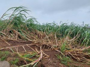 強風にあおられて倒れたサトウキビ=3日、平良下里