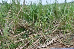 台風12号の暴風の影響で倒伏したサトウキビ＝５日、上野宮国のほ場