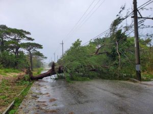 強風で道路をふさぐように大きな木が倒れた＝12日、村仲筋の道路