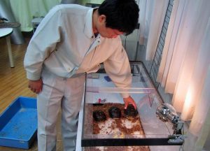 宮古島から引き受けたセマルハコガメ３匹を飼育員が適正な環境で展示している＝10月12日、ひみラボ水族館（写真提供・同水族館）