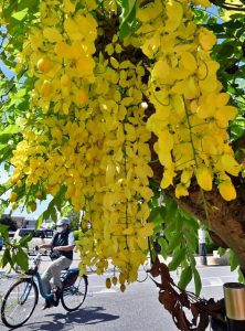 季節外れの黄色い花を咲かせたゴールデンシャワー＝８日、下里通り