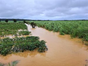 大雨で冠水した畑＝１日、平良東仲宗根添