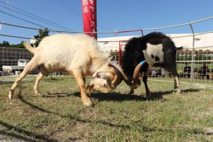 特設ステージで激しく戦うヤギ＝19日、村多目的広場