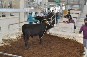 ５カ月ぶりに60万円台を回復した11月期肉用牛競り＝19日、ＪＡおきなわ宮古家畜市場