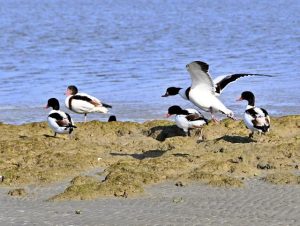 宮古での確認数としては過去最多と思われる10羽のツクシガモが浅瀬で羽を休めていた＝26日、与那覇湾