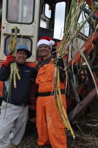 サンタ帽をかぶってキビ収穫に精を出すアルバラートさん。左は根間さん＝24日、狩俣のサトウキビ畑