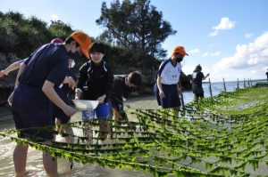 養殖アーサの収穫を体験する山鹿市立中学校の生徒たち＝26日、平良・大浦湾