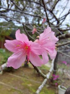５～６輪以上の花が咲いたことが確認されたヒカンザクラの標本木＝16日、市熱帯植物園