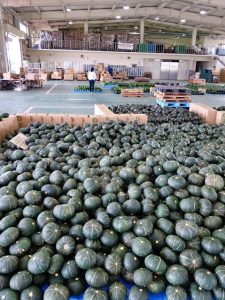 １期目のカボチャの全国出荷がピークを迎えている＝23日、宮古地区農産物集出荷施設