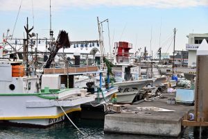 ３年ぶりに行動制限のない旧正月となるが、以前のように前日から大漁旗が掲げられる光景は見られなかった＝21日、佐良浜漁港