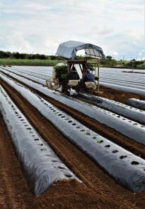葉タバコの苗を本畑へ移植する作業が始まっている＝17日、下地嘉手苅