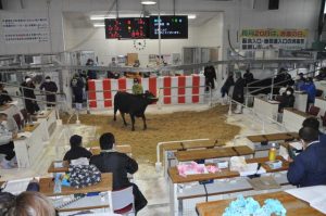 前月に比べ値を下げたもののまずまずのスタートを切った２０２３年肉用牛初競り＝19日、ＪＡおきなわ宮古家畜市場