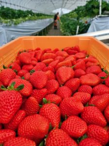 真っ赤に完熟した島産イチゴの収穫が本格化している＝８日、上野新里の「あまいの大好き！農園」