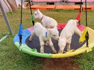 珍しい三つ子の子ヤギは元気に育っている＝24日、上野宮国