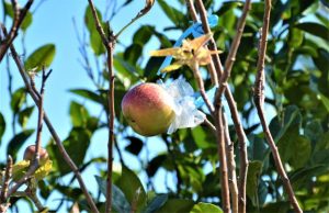 川満さんの庭で実がなったリンゴ＝7日、伊良部前里添