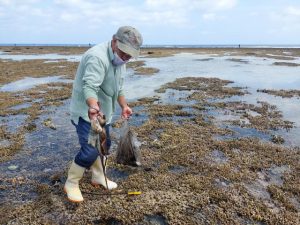 サンゴ礁の浅瀬でタコをつかまえた男性＝22日、上野新里
